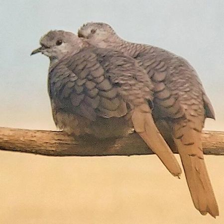 Magica Cabana En Medio Del Bosque En Isla Venado Villa Lepanto Dış mekan fotoğraf