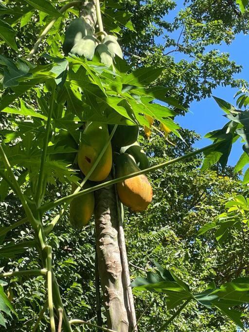 Magica Cabana En Medio Del Bosque En Isla Venado Villa Lepanto Dış mekan fotoğraf