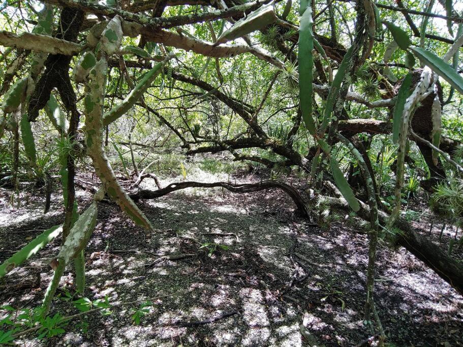 Magica Cabana En Medio Del Bosque En Isla Venado Villa Lepanto Dış mekan fotoğraf