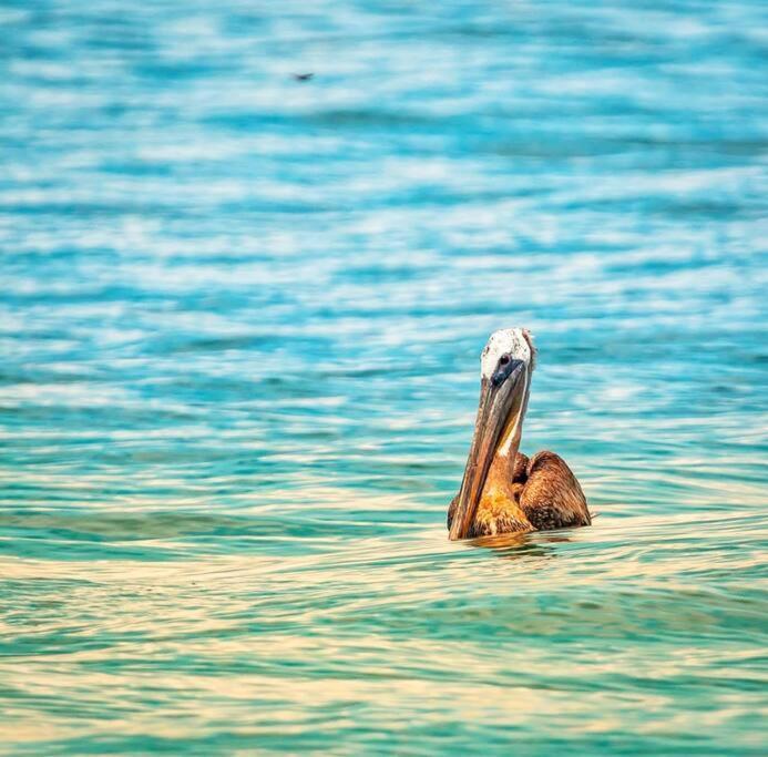 Magica Cabana En Medio Del Bosque En Isla Venado Villa Lepanto Dış mekan fotoğraf